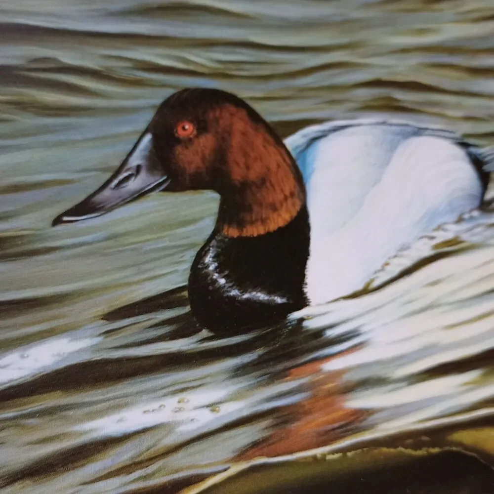 No Brand 2002 ducks